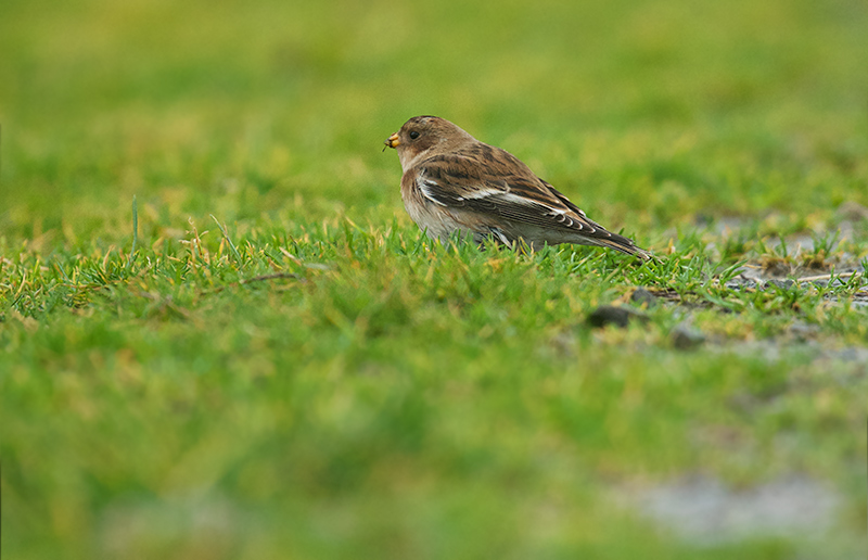 Snøspurv - Snow Bunting (Plectrophemax nivalis)1cy female.jpg